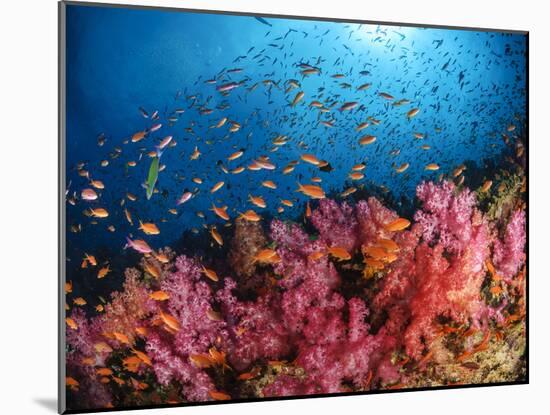 Anthias Fish And Soft Corals, Fiji, Pacific Ocean-Stocktrek Images-Mounted Photographic Print