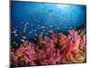 Anthias Fish And Soft Corals, Fiji, Pacific Ocean-Stocktrek Images-Mounted Photographic Print