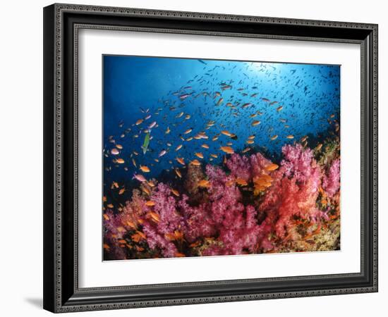 Anthias Fish And Soft Corals, Fiji, Pacific Ocean-Stocktrek Images-Framed Photographic Print