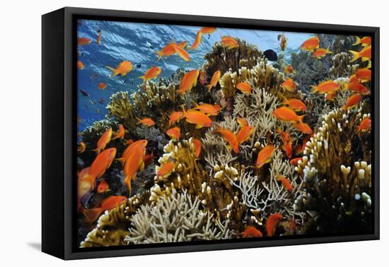Anthias fish by Fire coral and soft coral, Ras Mohammed National Park, Egypt, Red Sea-Linda Pitkin-Framed Premier Image Canvas