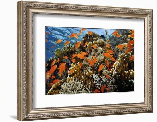 Anthias fish by Fire coral and soft coral, Ras Mohammed National Park, Egypt, Red Sea-Linda Pitkin-Framed Photographic Print