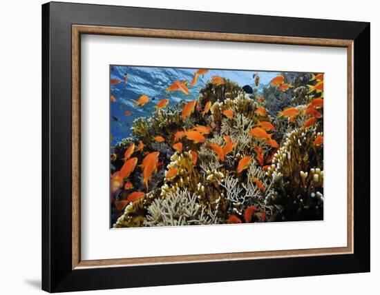 Anthias fish by Fire coral and soft coral, Ras Mohammed National Park, Egypt, Red Sea-Linda Pitkin-Framed Photographic Print