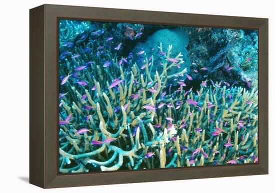 Anthias Fish In Coral-Matthew Oldfield-Framed Premier Image Canvas