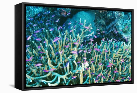Anthias Fish In Coral-Matthew Oldfield-Framed Premier Image Canvas