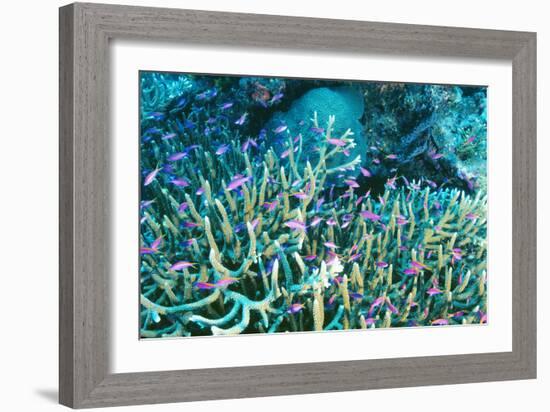 Anthias Fish In Coral-Matthew Oldfield-Framed Photographic Print