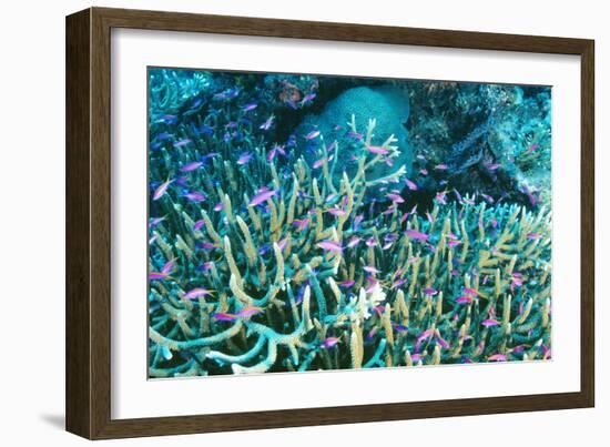 Anthias Fish In Coral-Matthew Oldfield-Framed Photographic Print