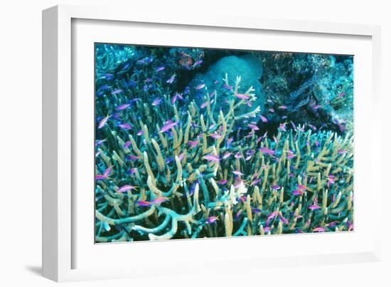 Anthias Fish In Coral-Matthew Oldfield-Framed Photographic Print