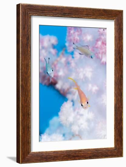 Anthias In Soft Coral-Matthew Oldfield-Framed Photographic Print