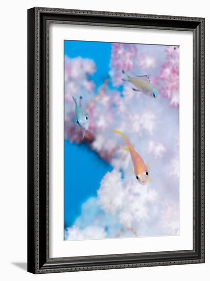 Anthias In Soft Coral-Matthew Oldfield-Framed Photographic Print