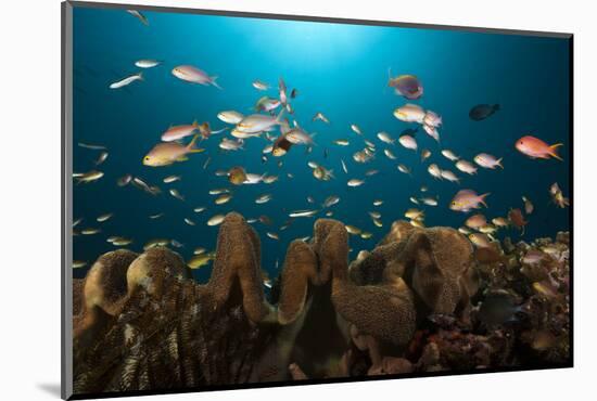 Anthias in the Coral Reef, Indonesia-Reinhard Dirscherl-Mounted Photographic Print