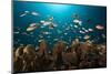 Anthias in the Coral Reef, Indonesia-Reinhard Dirscherl-Mounted Photographic Print