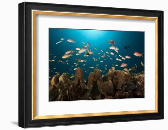 Anthias in the Coral Reef, Indonesia-Reinhard Dirscherl-Framed Photographic Print