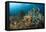 Anthias in the Coral Reef, Indonesia-Reinhard Dirscherl-Framed Premier Image Canvas