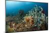 Anthias in the Coral Reef, Indonesia-Reinhard Dirscherl-Mounted Photographic Print