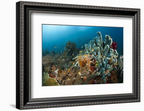 Anthias in the Coral Reef, Indonesia-Reinhard Dirscherl-Framed Photographic Print