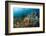 Anthias in the Coral Reef, Indonesia-Reinhard Dirscherl-Framed Photographic Print