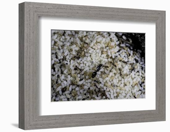 Anthill under a Stone - Pupa, Workers and Queen-Paul Starosta-Framed Photographic Print