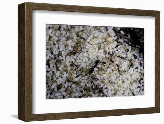 Anthill under a Stone - Pupa, Workers and Queen-Paul Starosta-Framed Photographic Print