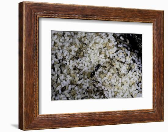 Anthill under a Stone - Pupa, Workers and Queen-Paul Starosta-Framed Photographic Print