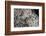 Anthill under a Stone - Pupa, Workers and Queen-Paul Starosta-Framed Photographic Print