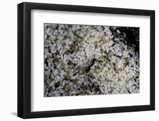 Anthill under a Stone - Pupa, Workers and Queen-Paul Starosta-Framed Photographic Print