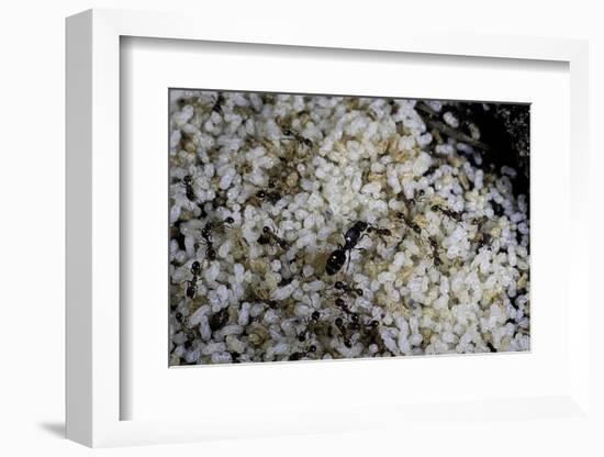 Anthill under a Stone - Pupa, Workers and Queen-Paul Starosta-Framed Photographic Print