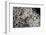 Anthill under a Stone - Pupa, Workers and Queen-Paul Starosta-Framed Photographic Print