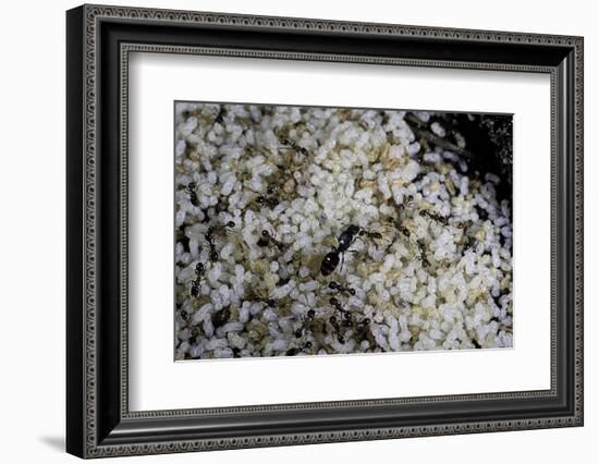 Anthill under a Stone - Pupa, Workers and Queen-Paul Starosta-Framed Photographic Print