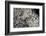 Anthill under a Stone - Pupa, Workers and Queen-Paul Starosta-Framed Photographic Print