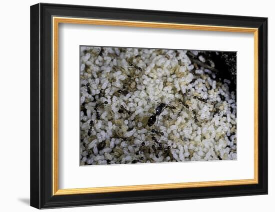 Anthill under a Stone - Pupa, Workers and Queen-Paul Starosta-Framed Photographic Print