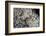 Anthill under a Stone - Pupa, Workers and Queen-Paul Starosta-Framed Photographic Print