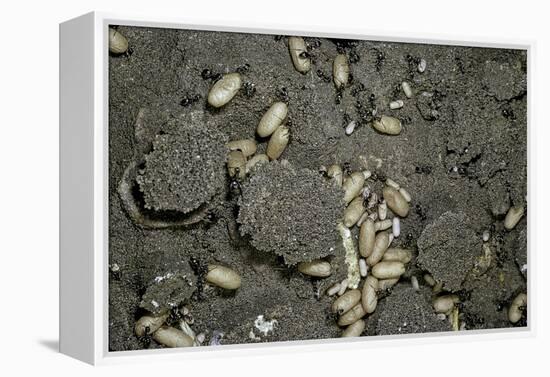 Anthill under a Stone-Paul Starosta-Framed Premier Image Canvas