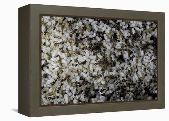 Anthill under a Stone-Paul Starosta-Framed Premier Image Canvas