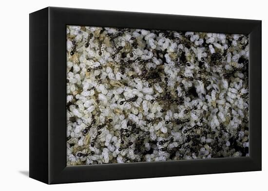 Anthill under a Stone-Paul Starosta-Framed Premier Image Canvas