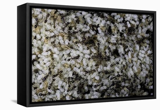 Anthill under a Stone-Paul Starosta-Framed Premier Image Canvas