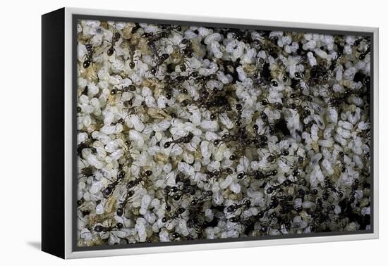 Anthill under a Stone-Paul Starosta-Framed Premier Image Canvas