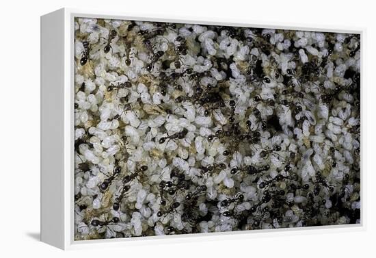 Anthill under a Stone-Paul Starosta-Framed Premier Image Canvas