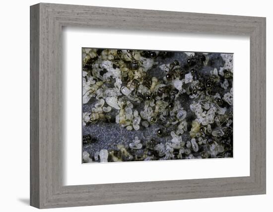 Anthill under a Stone-Paul Starosta-Framed Photographic Print