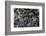 Anthill under a Stone-Paul Starosta-Framed Photographic Print