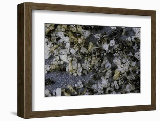 Anthill under a Stone-Paul Starosta-Framed Photographic Print