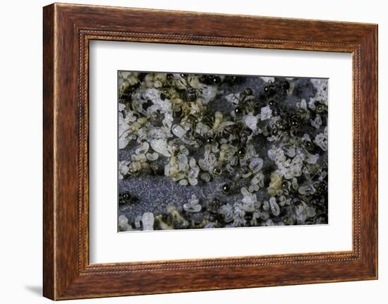 Anthill under a Stone-Paul Starosta-Framed Photographic Print