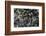 Anthill under a Stone-Paul Starosta-Framed Photographic Print