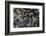 Anthill under a Stone-Paul Starosta-Framed Photographic Print