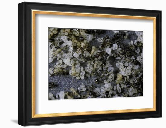 Anthill under a Stone-Paul Starosta-Framed Photographic Print