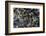 Anthill under a Stone-Paul Starosta-Framed Photographic Print