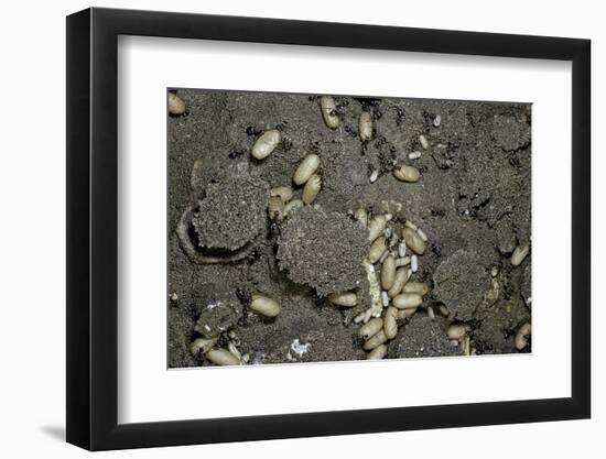 Anthill under a Stone-Paul Starosta-Framed Photographic Print