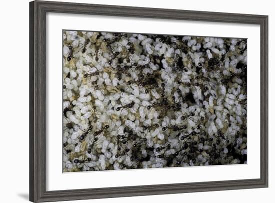 Anthill under a Stone-Paul Starosta-Framed Photographic Print