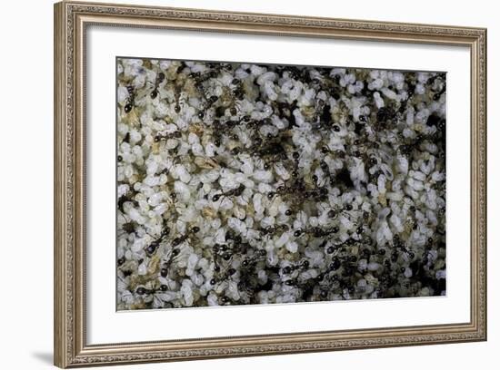 Anthill under a Stone-Paul Starosta-Framed Photographic Print