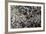 Anthill under a Stone-Paul Starosta-Framed Photographic Print