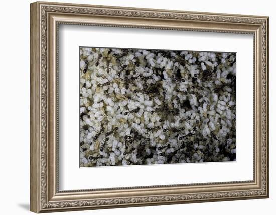 Anthill under a Stone-Paul Starosta-Framed Photographic Print